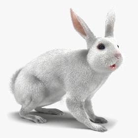 White Rabbit Rigged